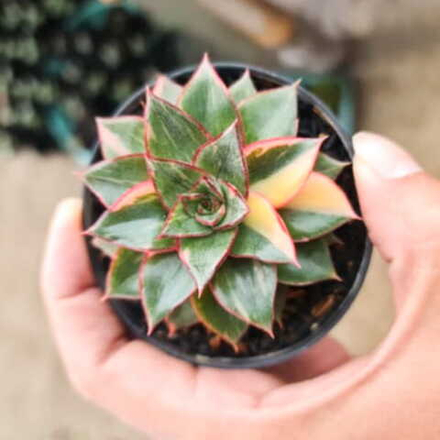 Эхеверия MONOCEROTIS VAR