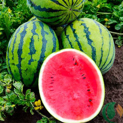 Семена арбуза Бедуин F1, Bejo