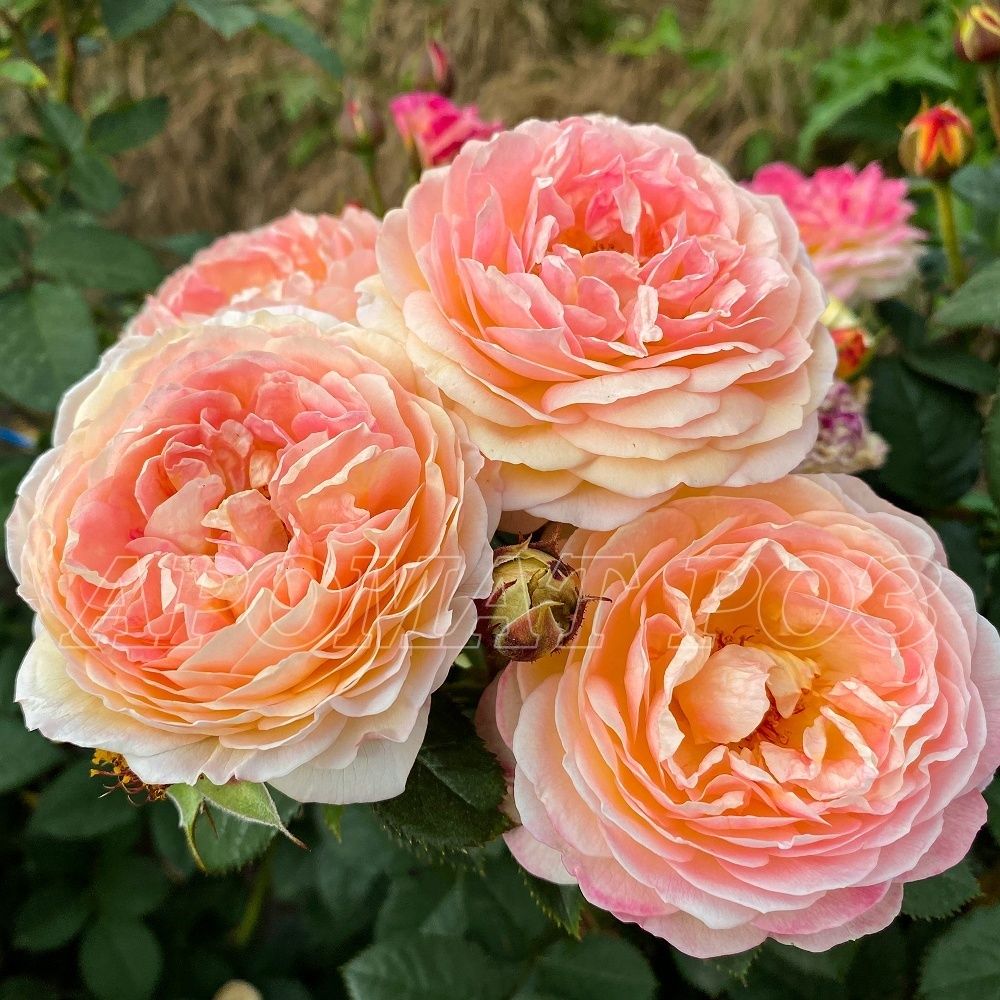 Розоман Жанон (Rosomane Janon)