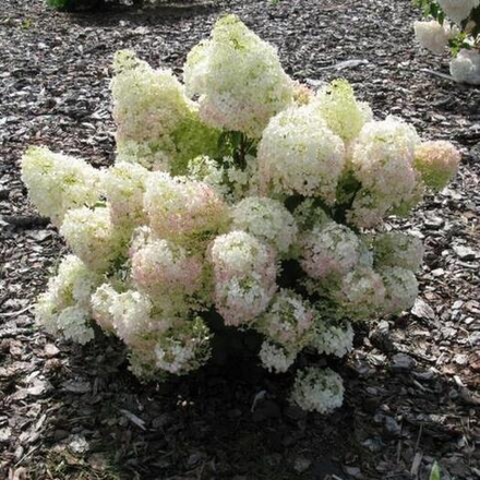 Гортензия метельчатая Бобо С12 40-50