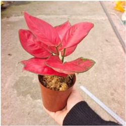 Аглаонема Wealthy Red д.10