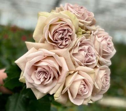 Нотр Дам (Notre Dam GR)