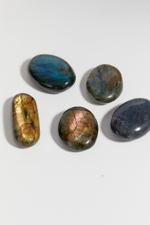 Лабрадор палмстоун S