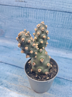 Tephrocactus Molinensis (Тефрокактус)
