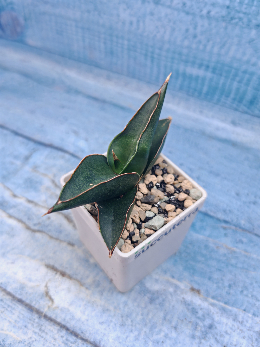 Sansevieria stylish fan (Сансевиерия)