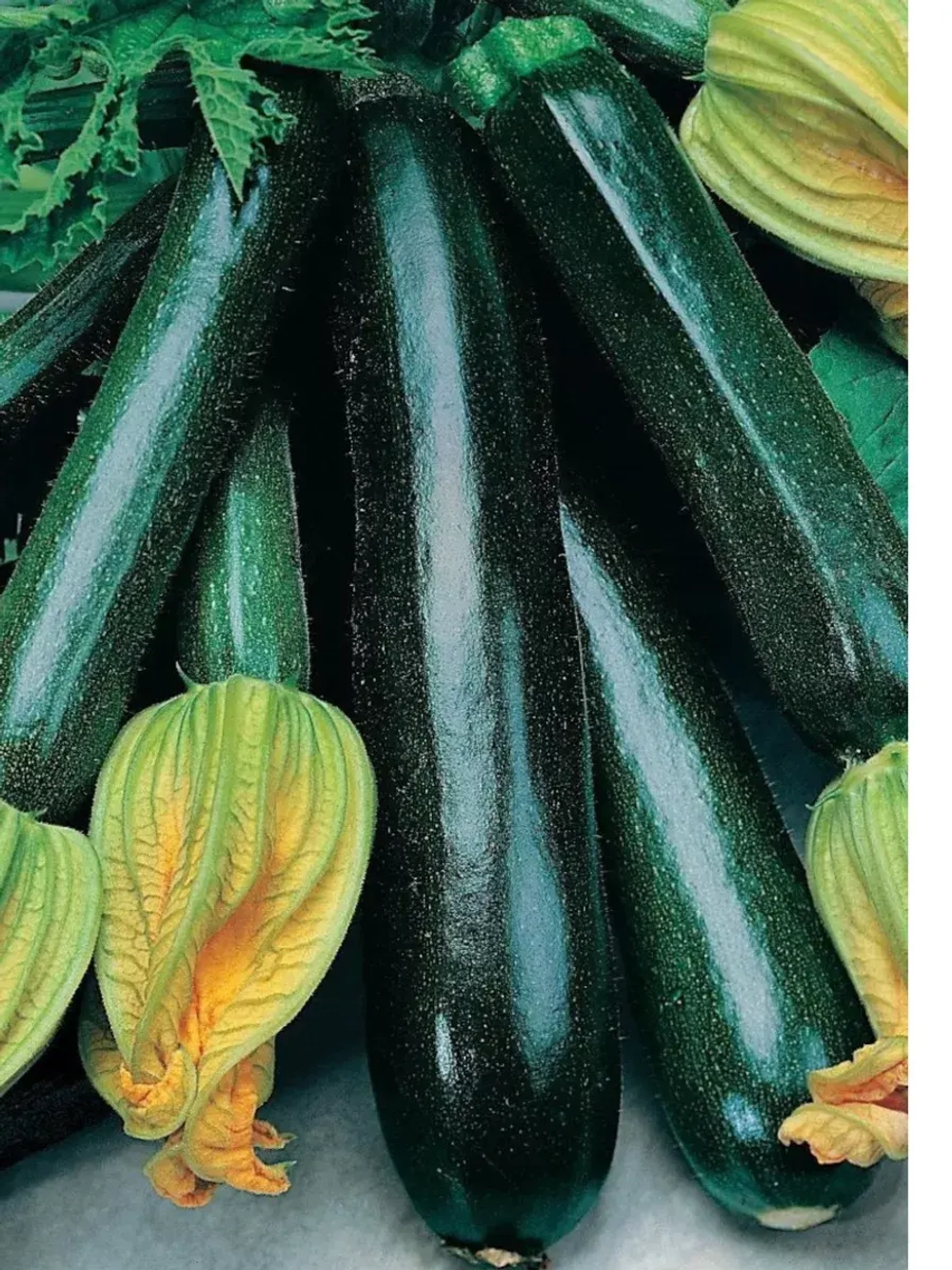 Семена Кабачок цукини Фараон