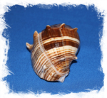 Мелонгена мелонгена, 6-8см, 1шт