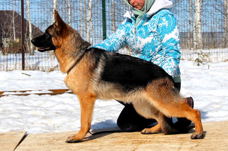 ЗАМБА Из Поместья Боговик