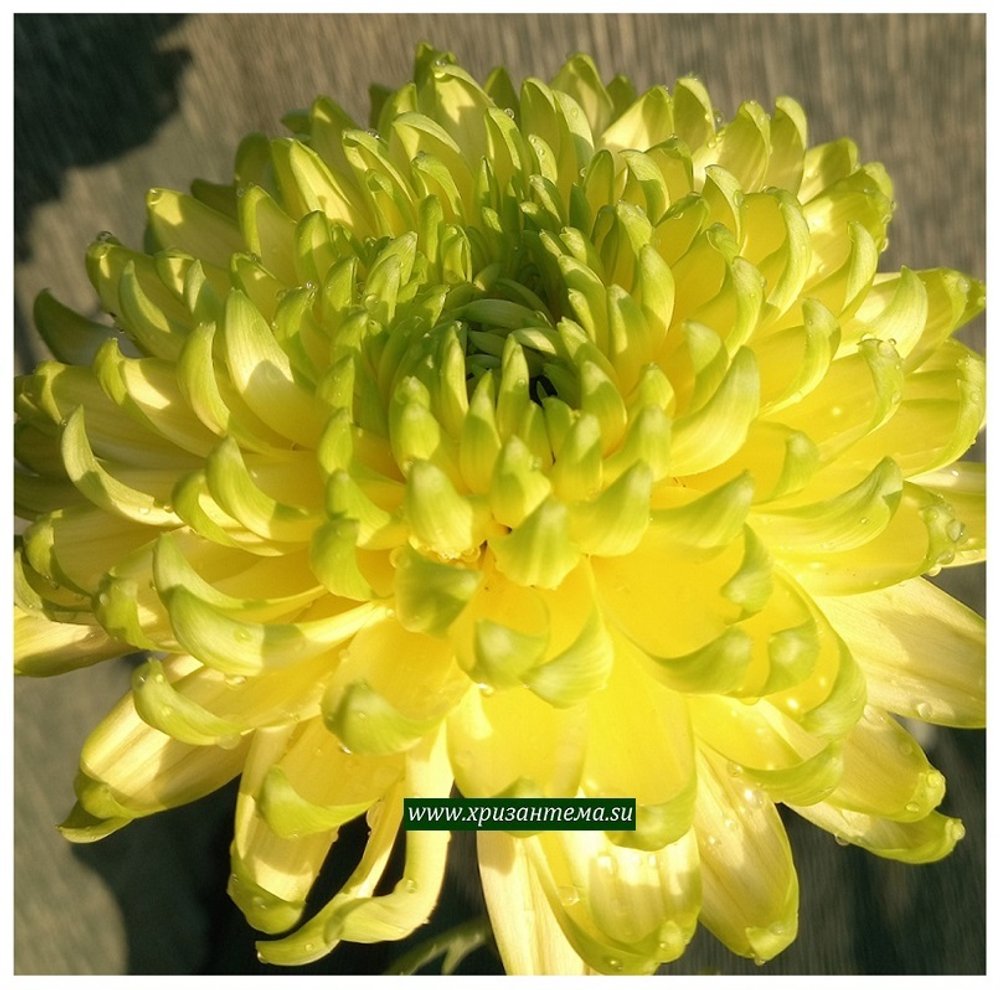черенки хризантемы крупноцветковой