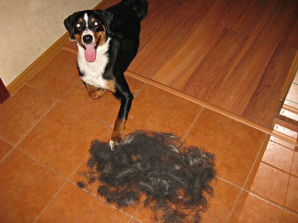 Линька круглый год Линька круглый год