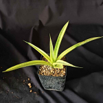 Сансевиерия SILVER SILK VAR