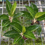 Аглаонема TIARA EMERALD