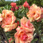 Адениум RAKANG THONG