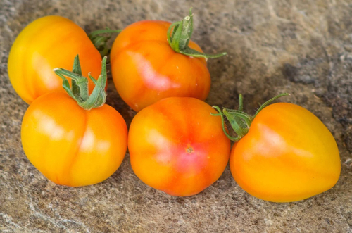 Гном Радуга Хейли Dean’s Haley’s Rainbow