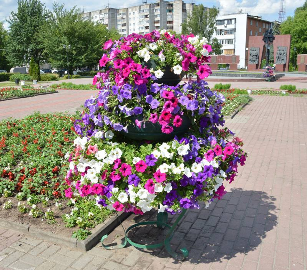 Цветочница Елочка средняя