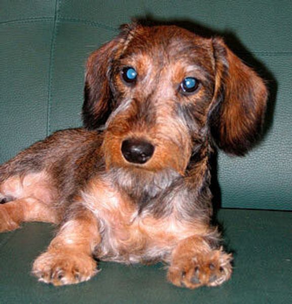 Такса кроличья жесткошерстная Такса кроличья жесткошерстная