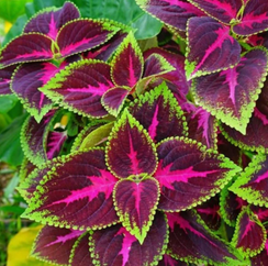 КОЛЕУС БЛЮМЕ KONG ROSE семена цветов (PanAmerican Seed | Alexagro)