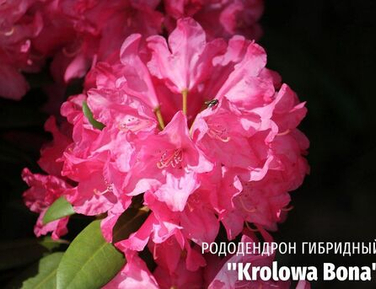 Рододендроны наличие Рододендроны наличие