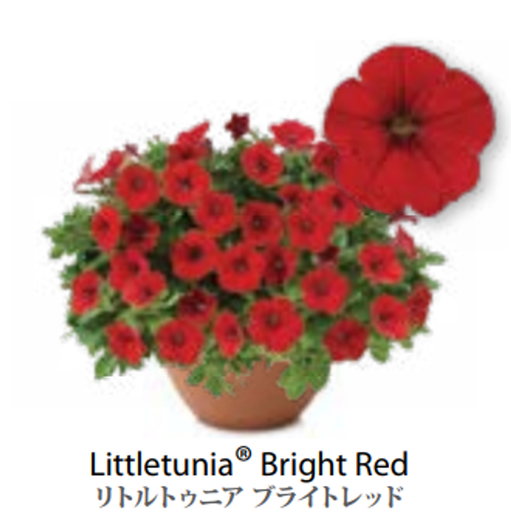 ЕВРО Петуния LITTLETUNIA Bright Red ЕВРО укорененный черенок СЕРЕДИНА НОЯБРЯ поставка 1