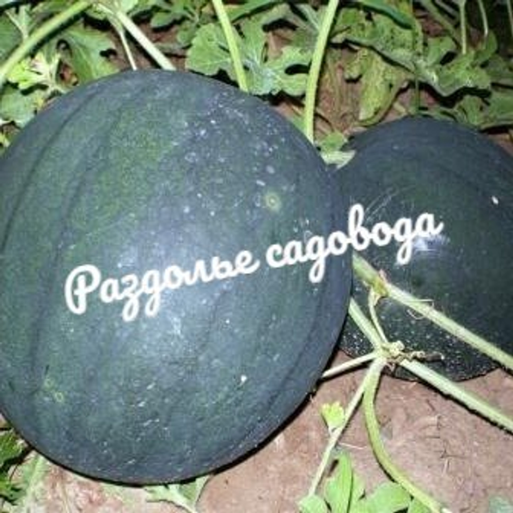 Арбуз Сахарный малыш (горшок 0.4л)