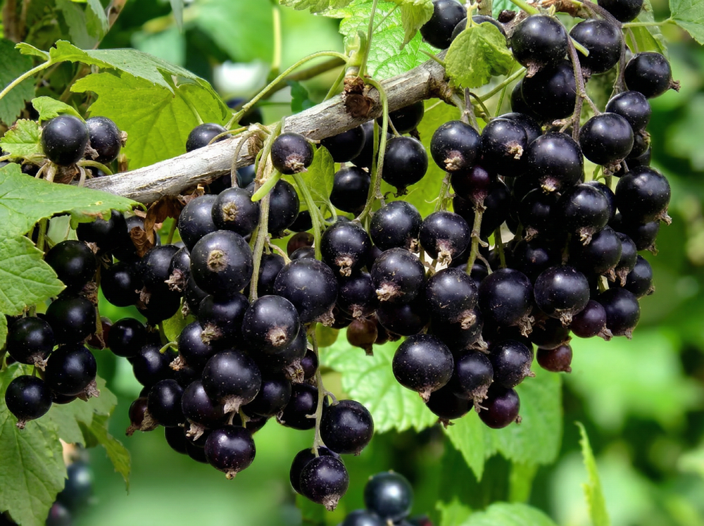 Саженец Смородины черной «Бессемянка» (Уникальная! "Без семян", Десертный вкус, Нежная мякоть)