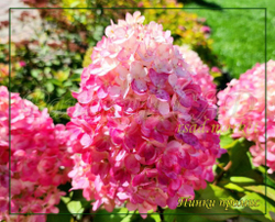 Гортензия метельчатая Пинк Промис- Розовое желание (Hydrangea paniculata `Pinky Promise`)