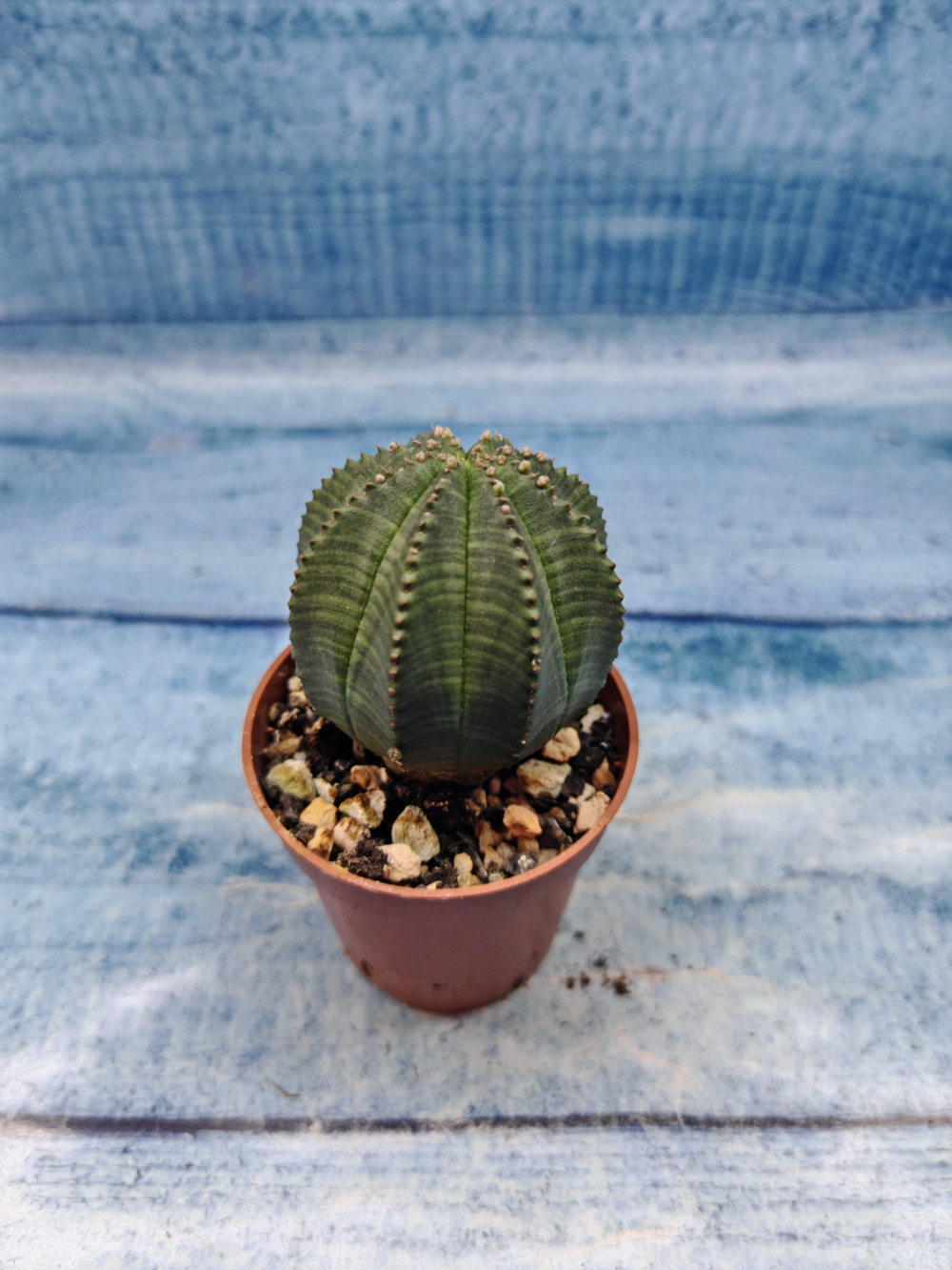 Euphoria Obesa (Эуфорбия)