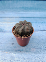 Euphoria Obesa (Эуфорбия)