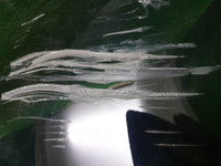 Бампер задний левая часть Toyota RAV4 5 XA50 (2018-н.в.)