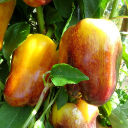 Перец Смуглянка Золотая - Smudge Gold Pepper