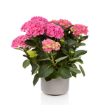 Hi Sky (Хай Скай) P12 Европа 2026