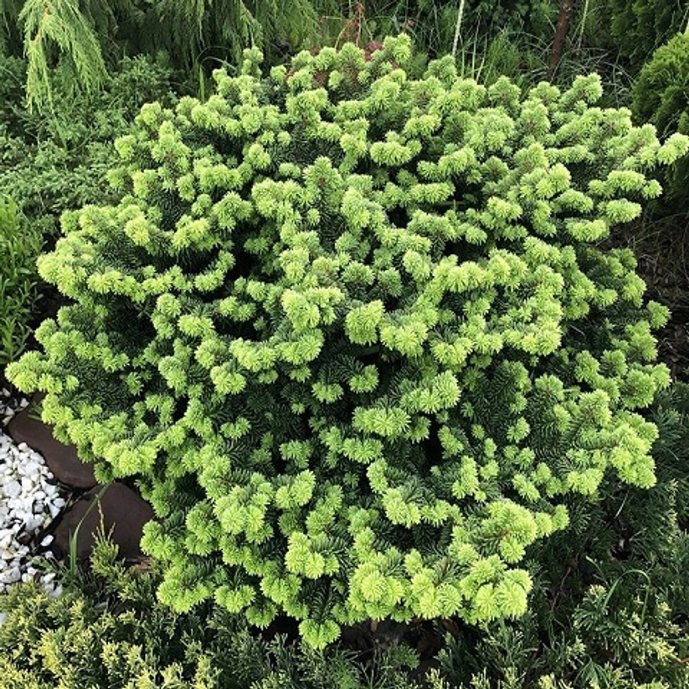 Пихта бальзамическая Нана