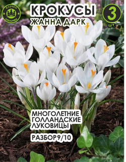 Крокус Луковица, Жанна Дарк, 3шт