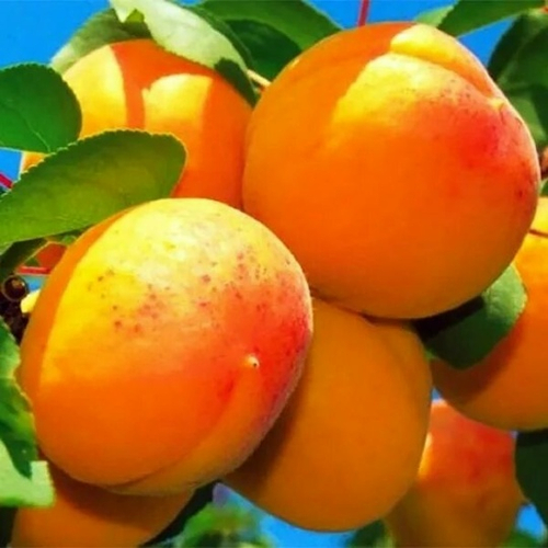 Абрикос Айсберг