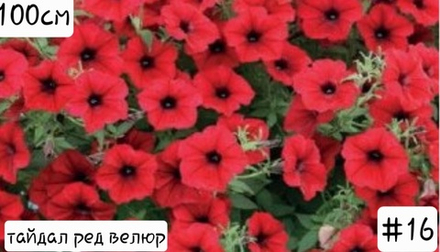 ПЕТУНИЯ №16 ТАЙДАЛ РЕД ВЕЛЮР
