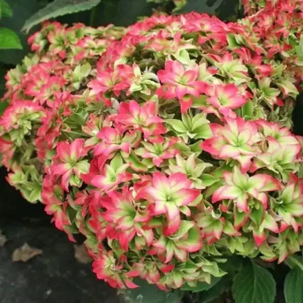 Magical Farfalla (Мэджикал Фарфалла)Р12 Европа 2026