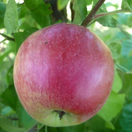 Яблоня зимняя Подарок Графскому (2-летняя) п/карл.подвой ЗКС