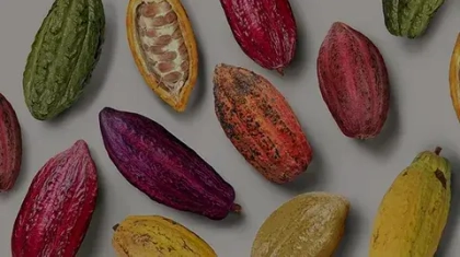 Сорта какао-бобов