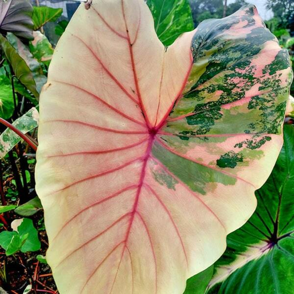 Колоказия PINK PASTEL