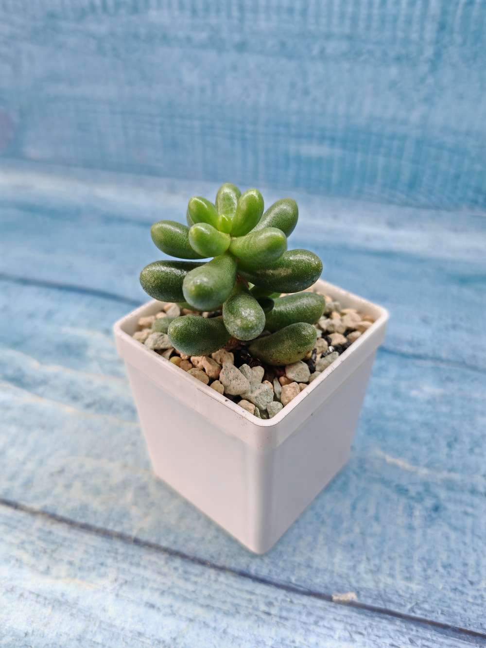 Sedum Hernandezii (Седум)