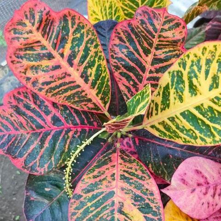 Кротон HYBRID 566