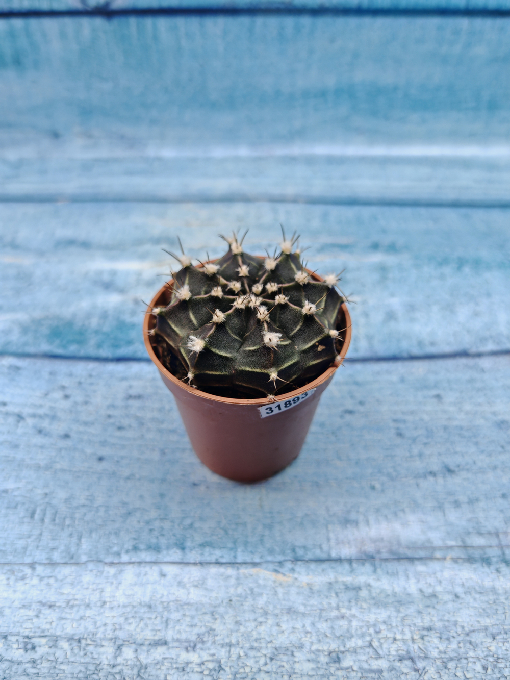 Gymnocalycium Friedrichii (Гимнокалициум)