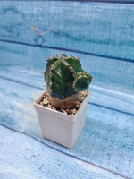 Euphorbia Handiensis (Эуфорбия)