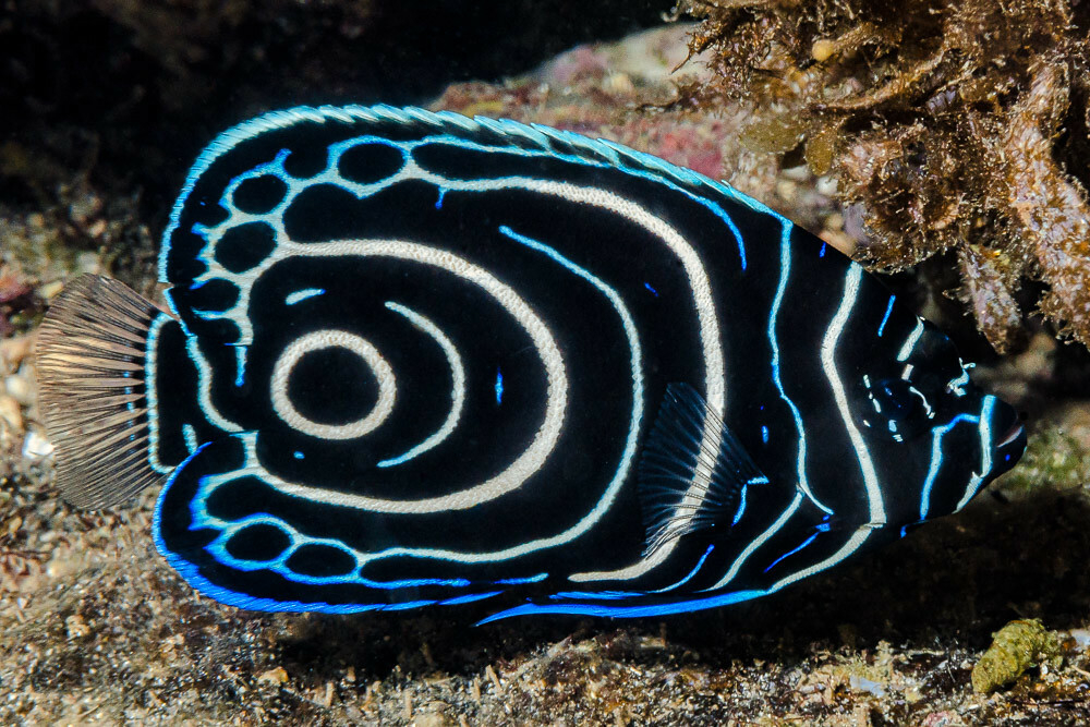 Ангел императорский (ювенильный) (Pomacanthus imperator / JV)