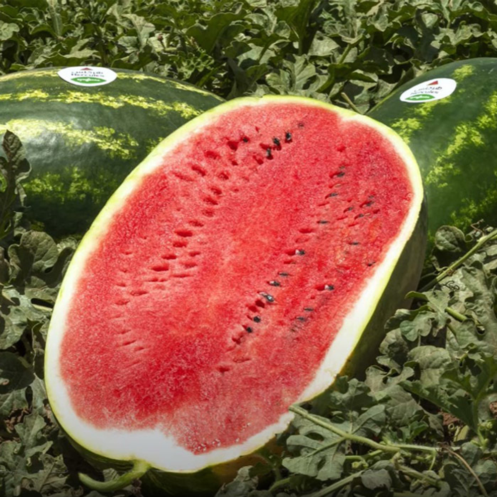 Геркулес F1 семена арбуза (Syngenta / Сингента)