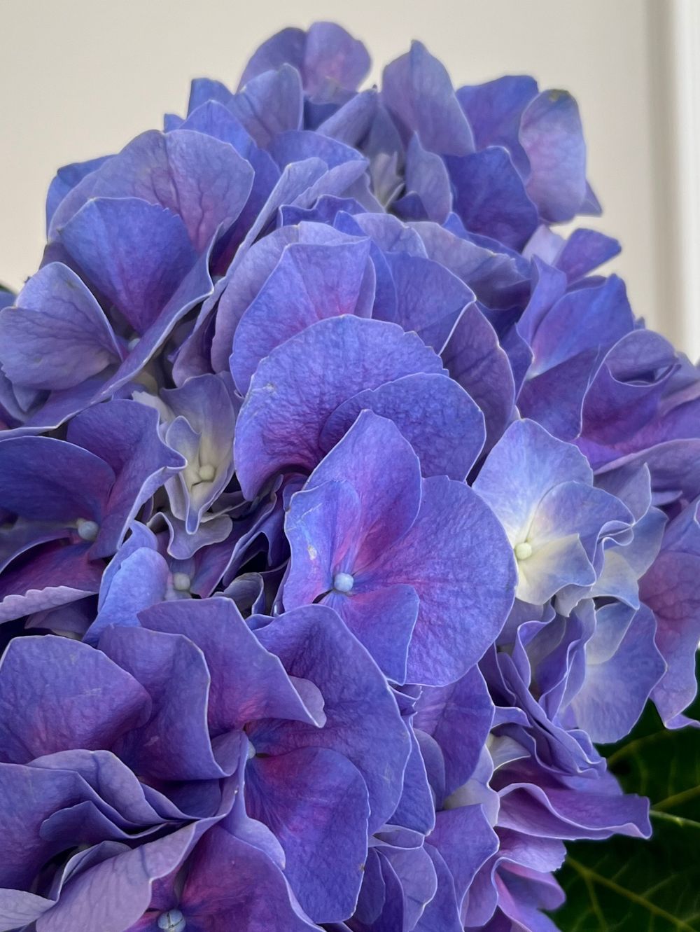 Гортензия в синем оттенке
