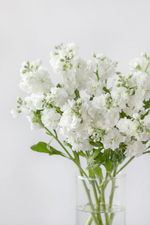Монобукет Маттиола кустовая White