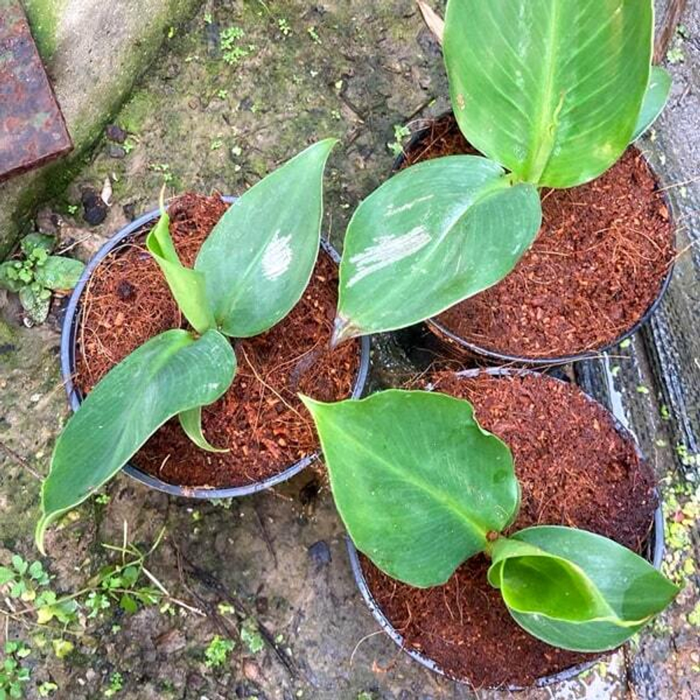 Банан вариегатный CAVENDISH DWARF