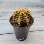 Gymnocalycium T-Rex hybride (Гимнокалициум T-rex)