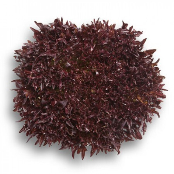 Триплекс семена салата хрустящего с сильно рассеченным листом (Rijk Zwaan / ALEXAGRO) культура – фото 9